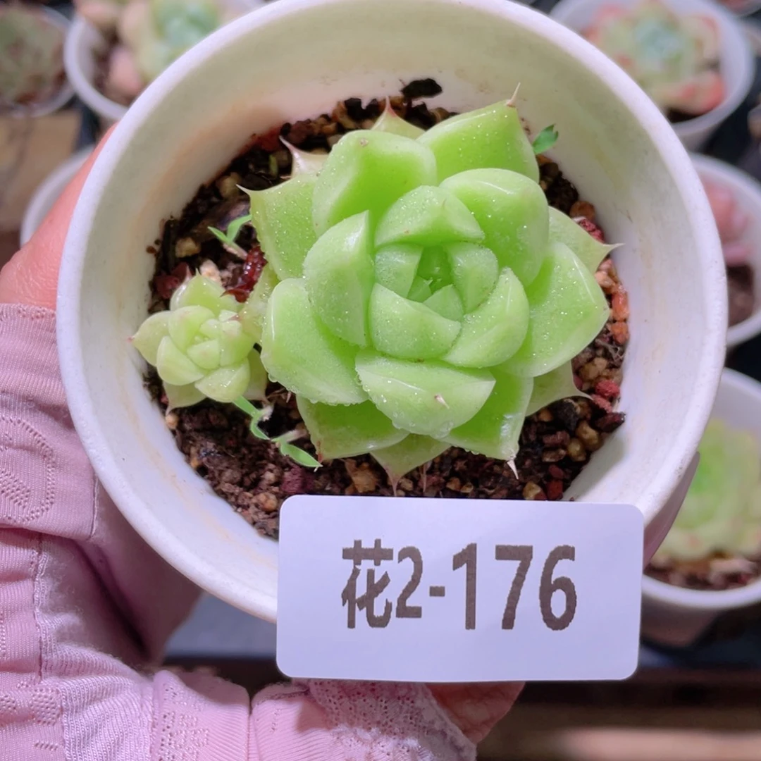 花利美2-176麦秆  不包整