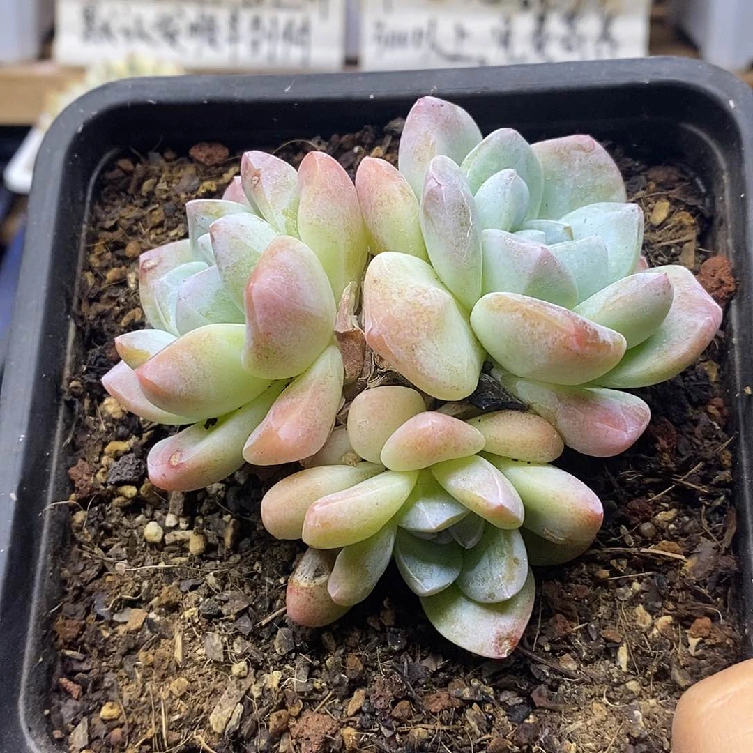 16151 精控冰玉群