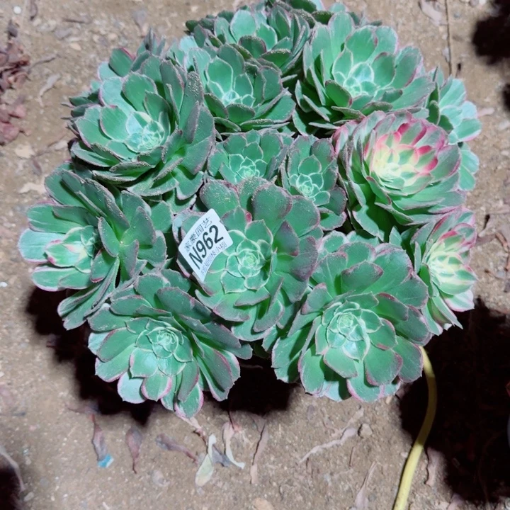 962海王变异官服35左右2