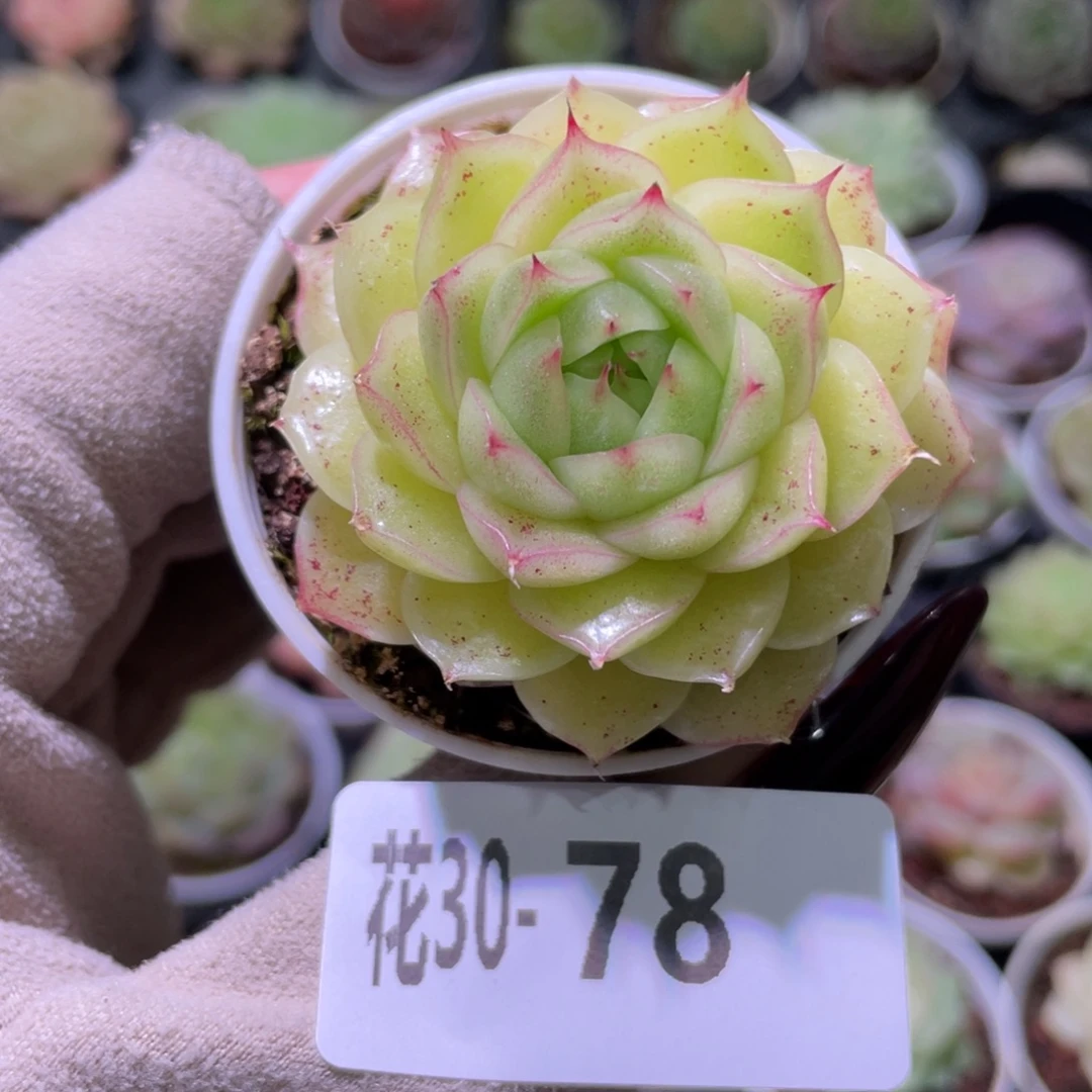 花利美30-78麦秆单头