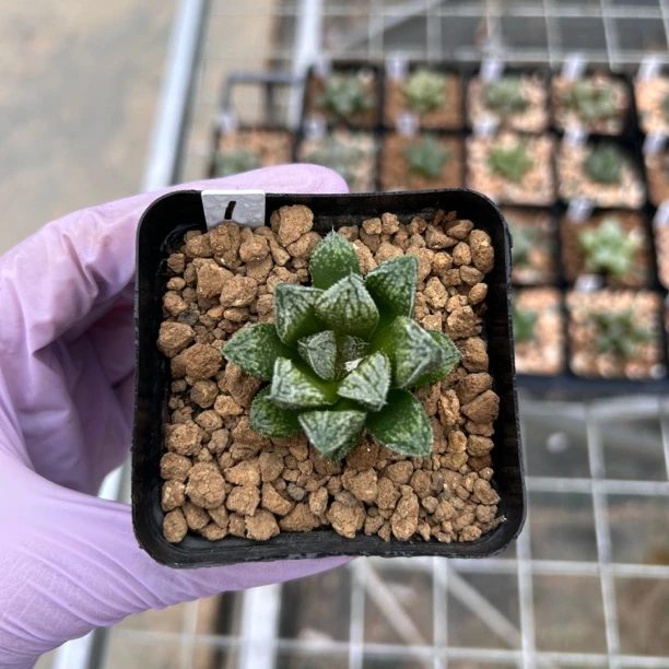 实生寿一物一拍十二卷玉露多肉防辐射绿植植物盆栽室内外好养一号