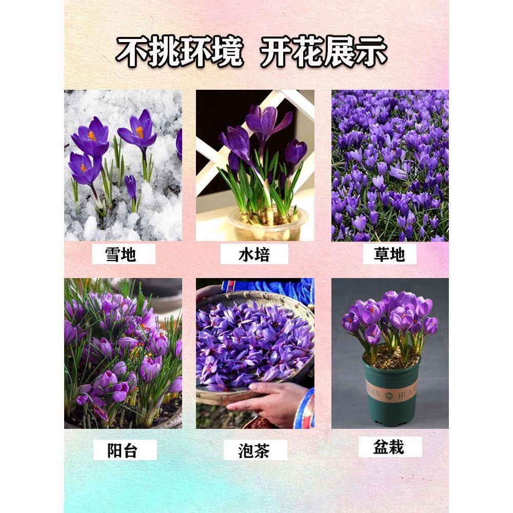 藏红花种球多年生种植室内室外花卉地栽盆栽耐寒好养活花蕊泡茶补