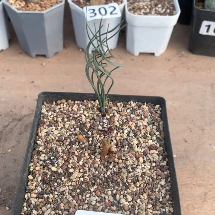 310Gv豹纹弹簧草植物