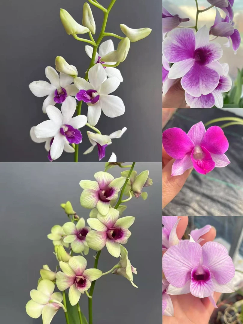 秋石斛无花苗多品种直播间一物一拍不售后