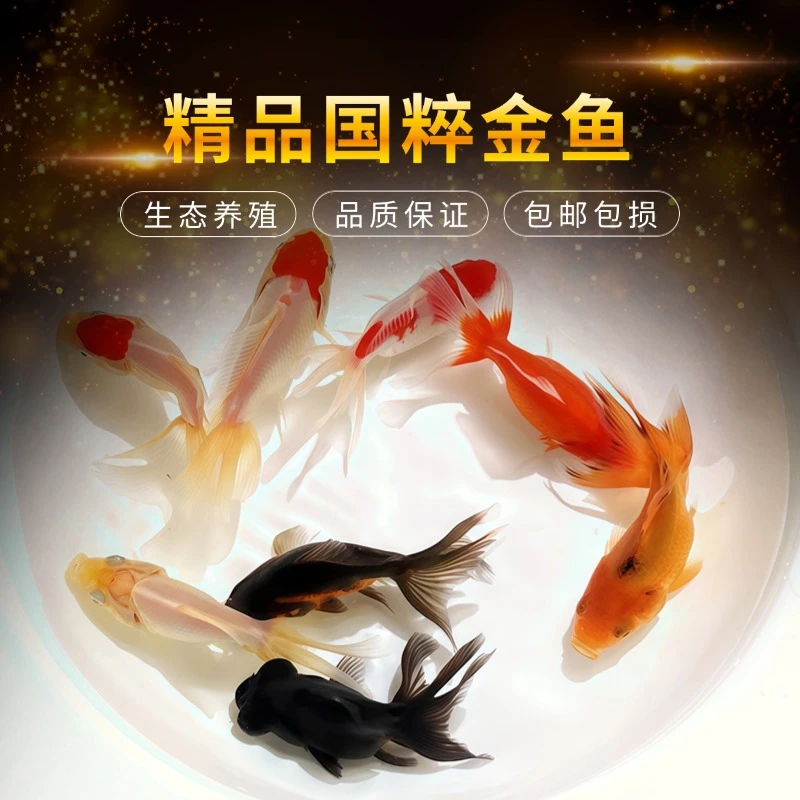 【精品国粹金鱼】4-6厘米观赏鱼金鱼混发 颜色随机 广温观赏鱼