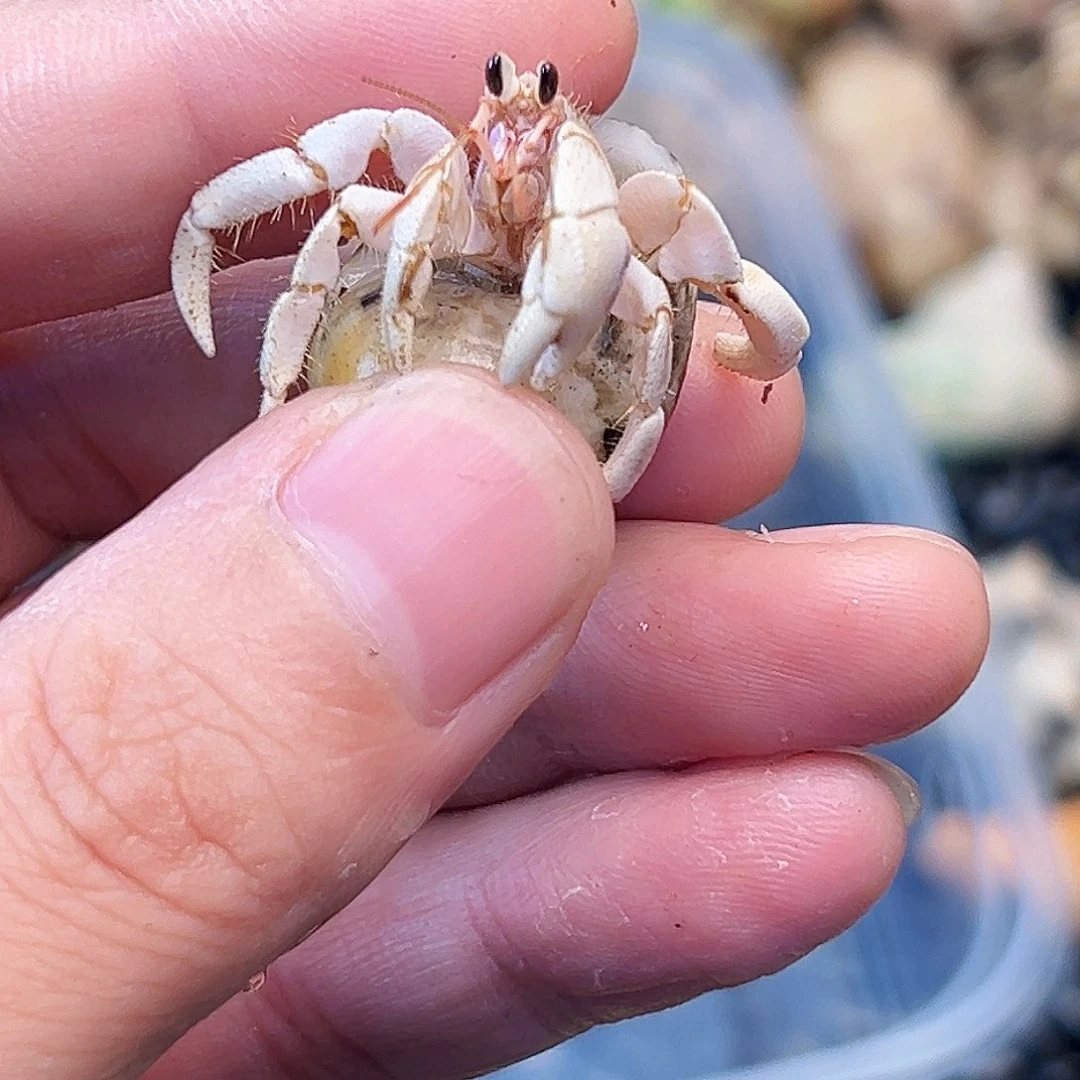 1.4口外白快来竞拍吧