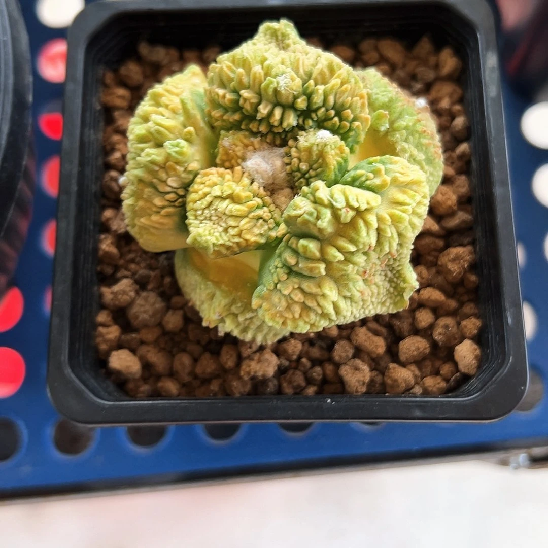 龙***3黄体哥斯拉牡丹苗接落地