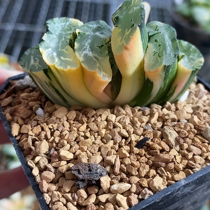 310北宅玉扇锦一物一拍