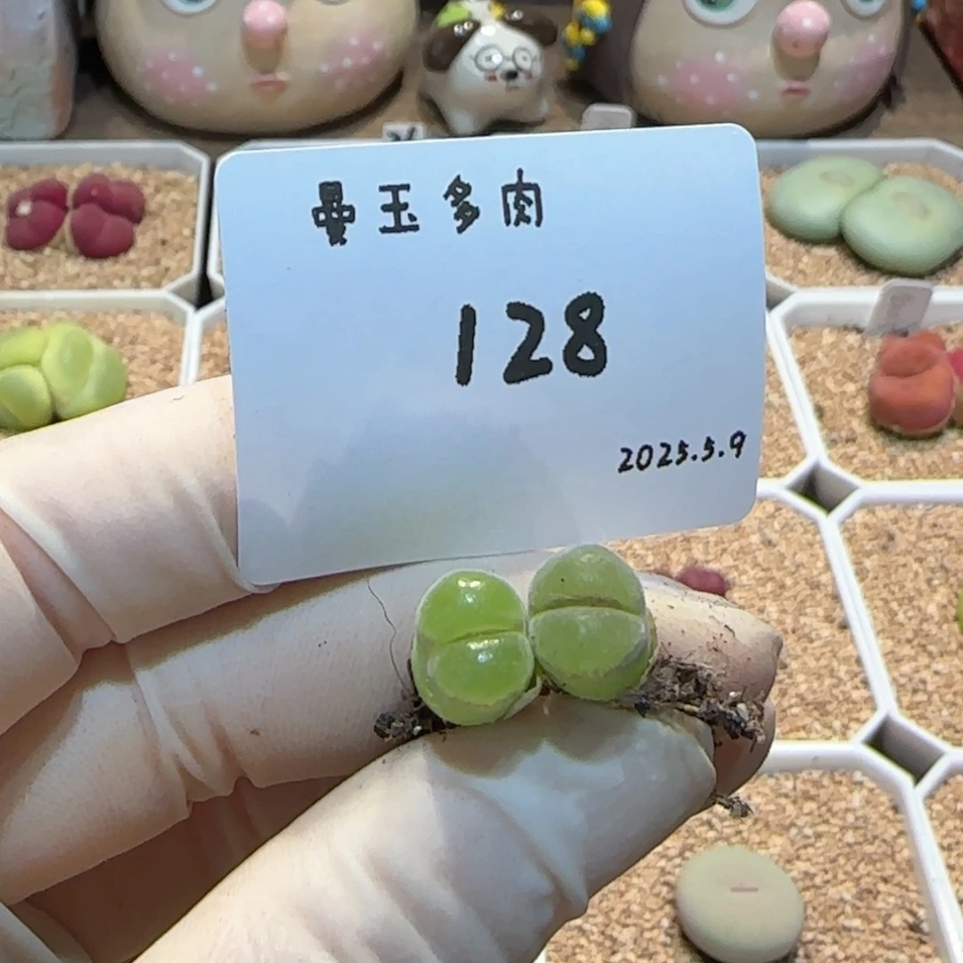 湖***任多肉多肉多肉5.9-128