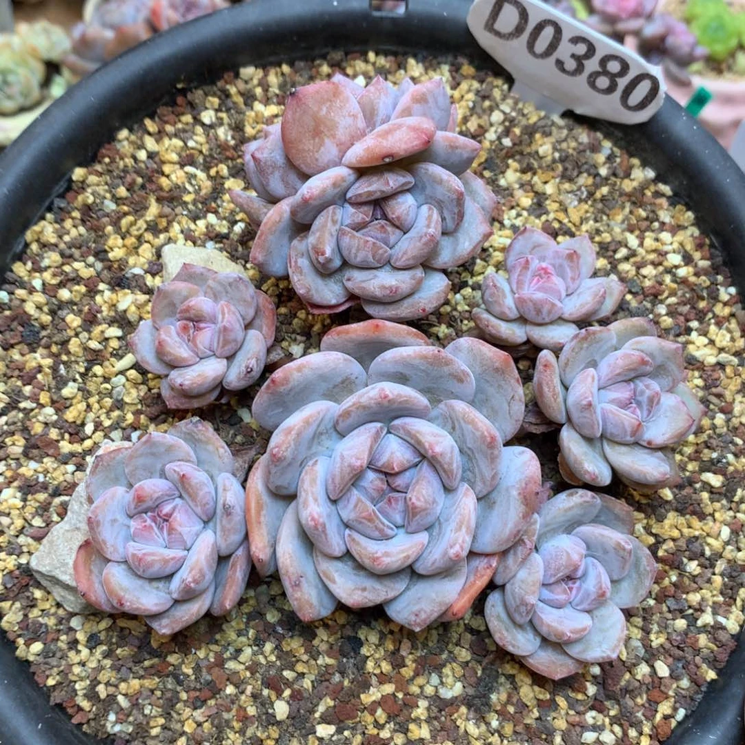 D0380 星影自然群老桩 13cm