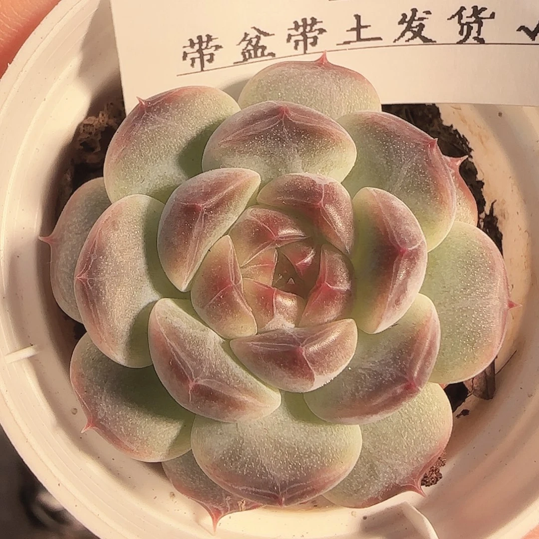 多肉1122-109福利