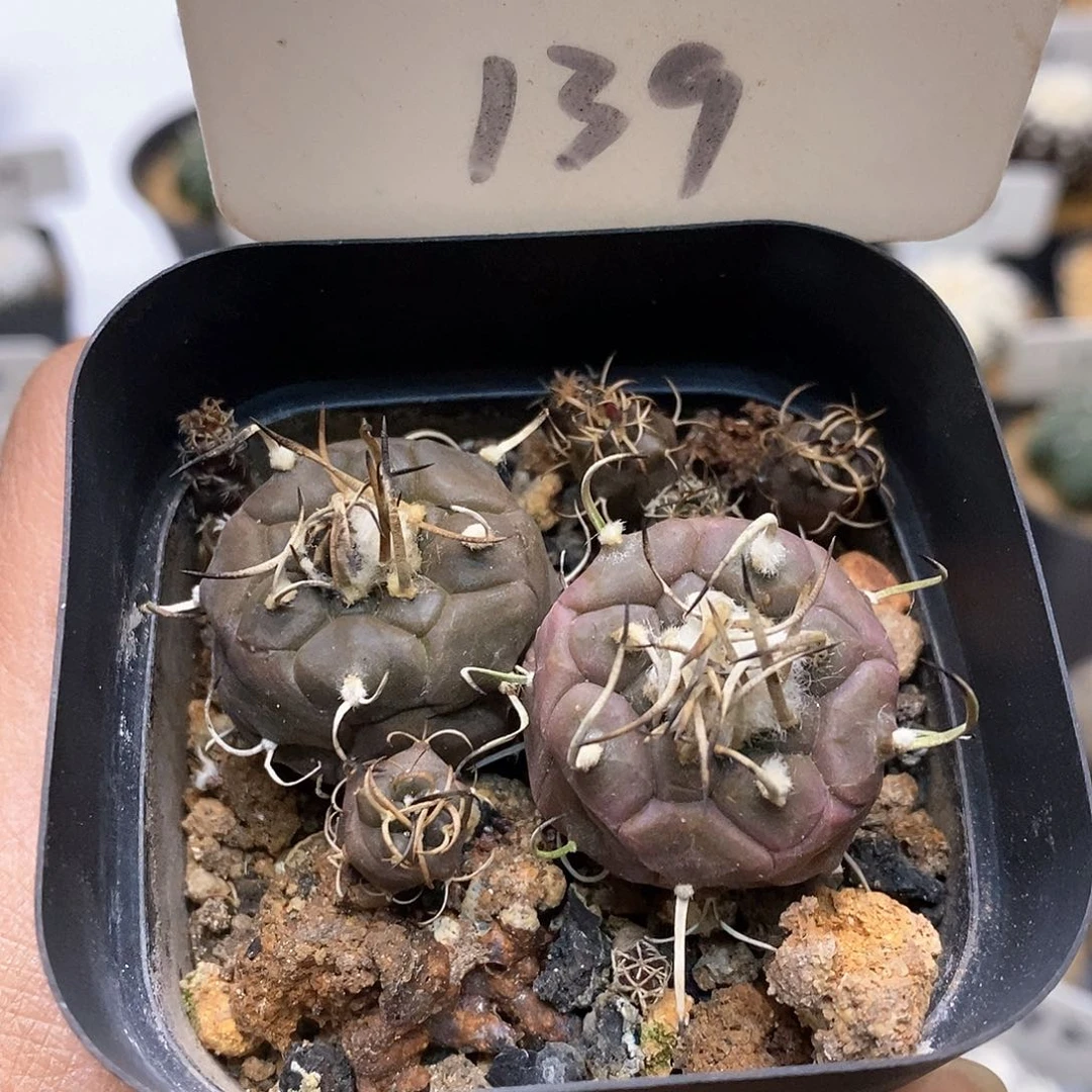 开播后我特价来了来