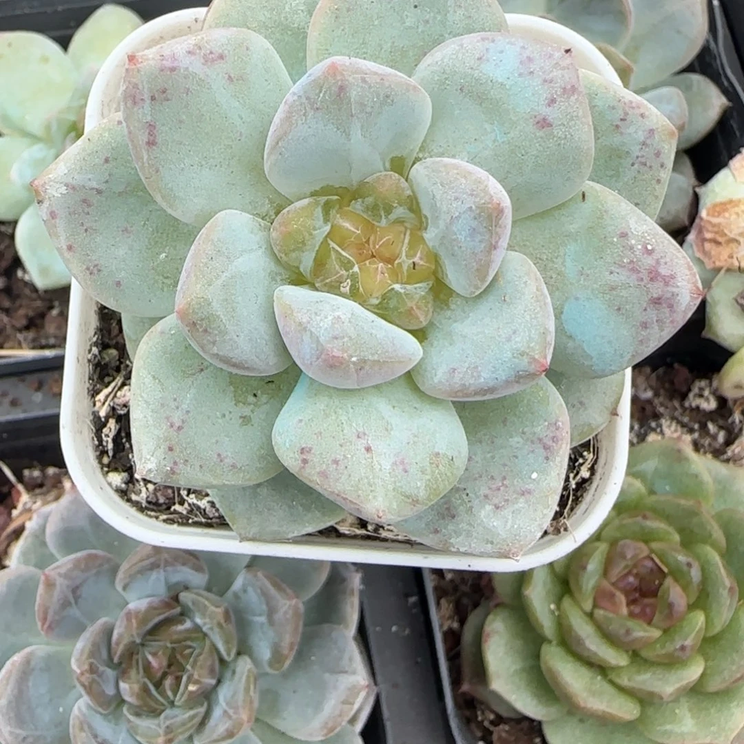 小卡拉米糖心一物一拍