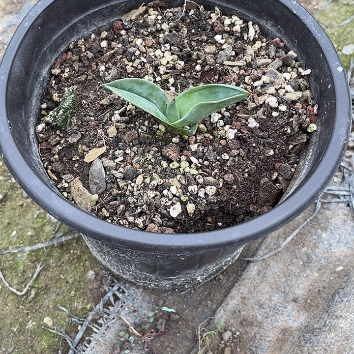 *****无花朵龙舌兰绿色植物