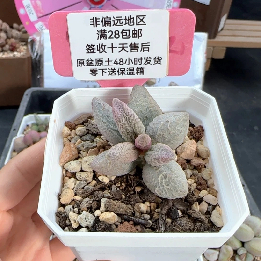 102融冰多肉植物