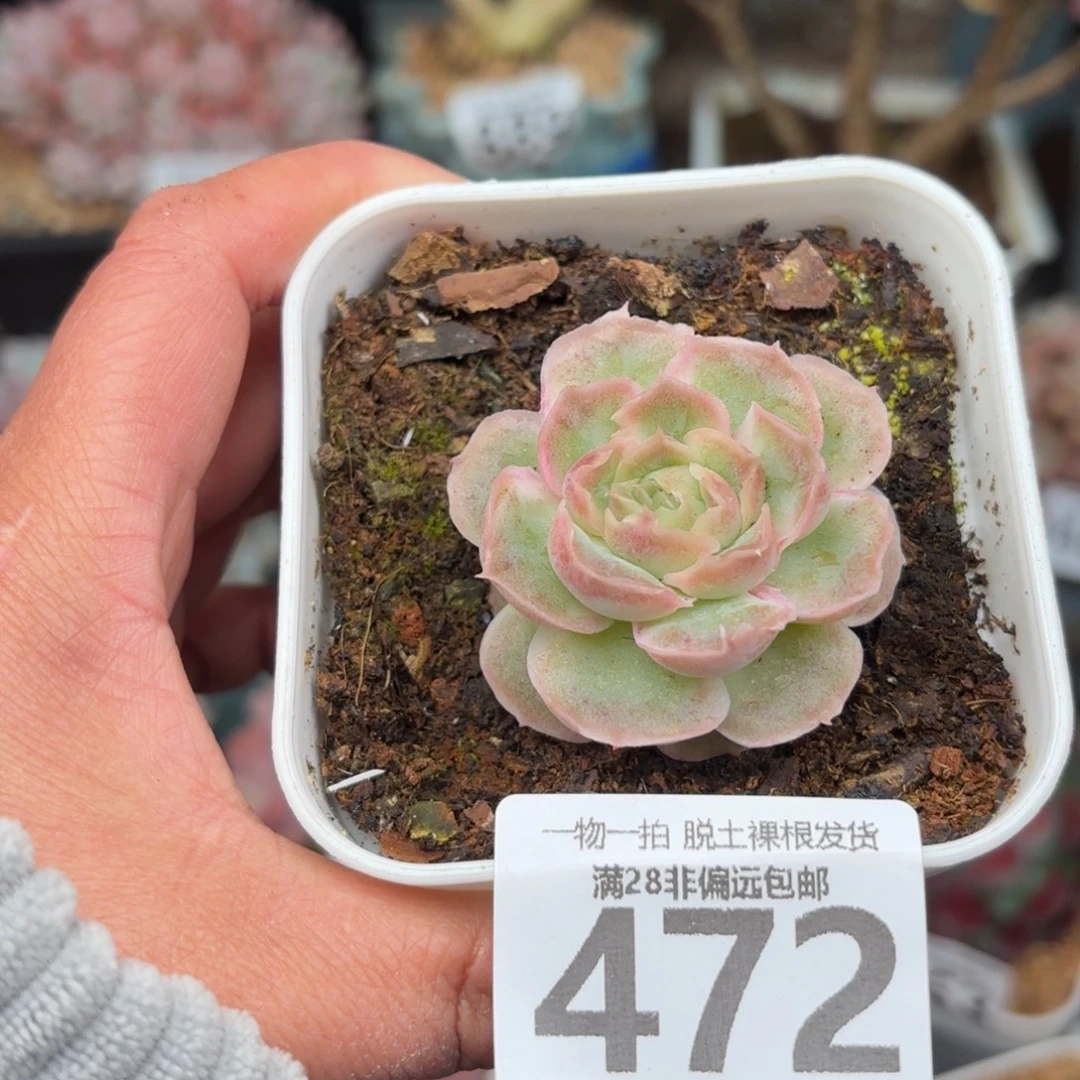 虾饺单头无盆土发货