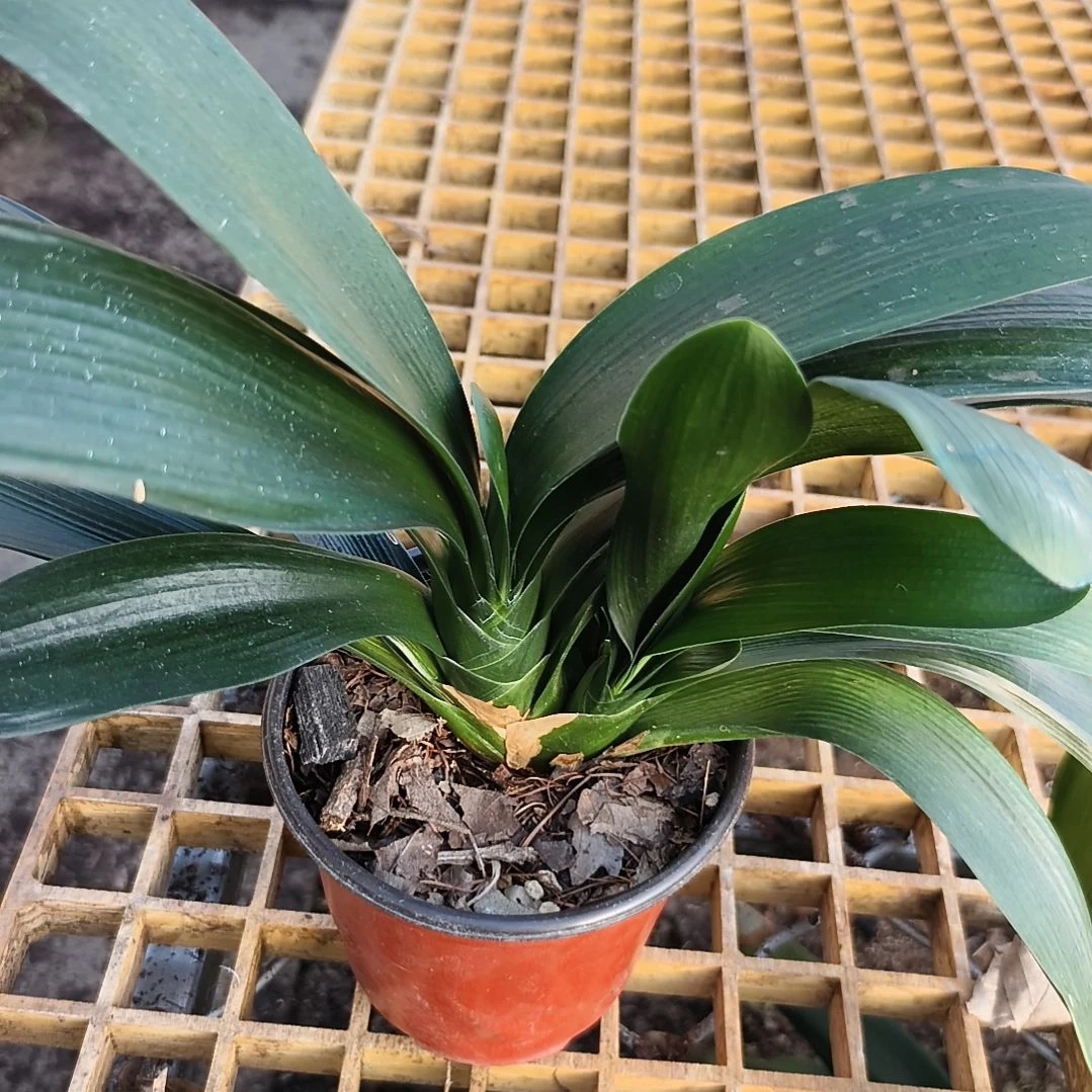 胜***利当前无花栽培后可以开花盲盒大苗一颗带芽