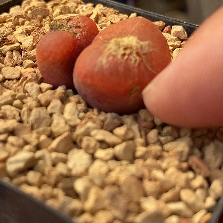 16563吕氏一颗有伤