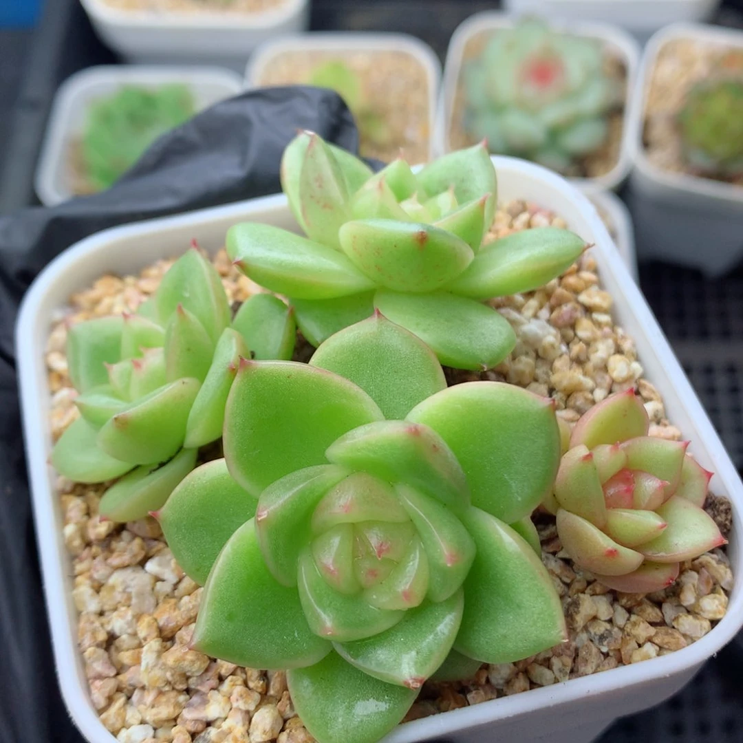 58包邮  群生不包整玉芷珍妮14