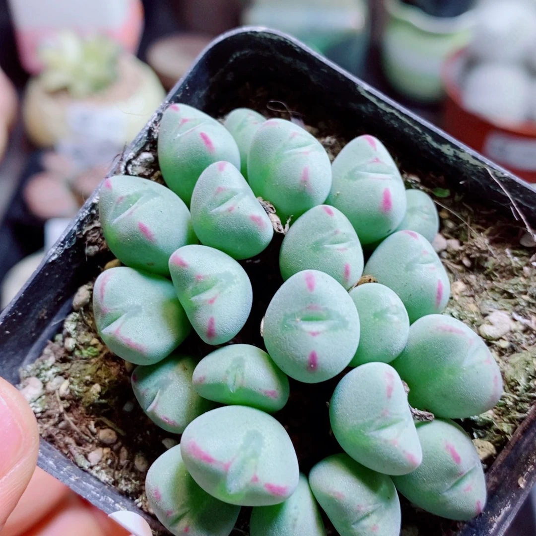生石花花花花花花花251