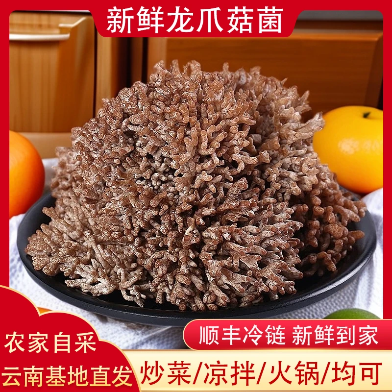 新鲜云南龙爪菇食用菌火锅食材脆香美味