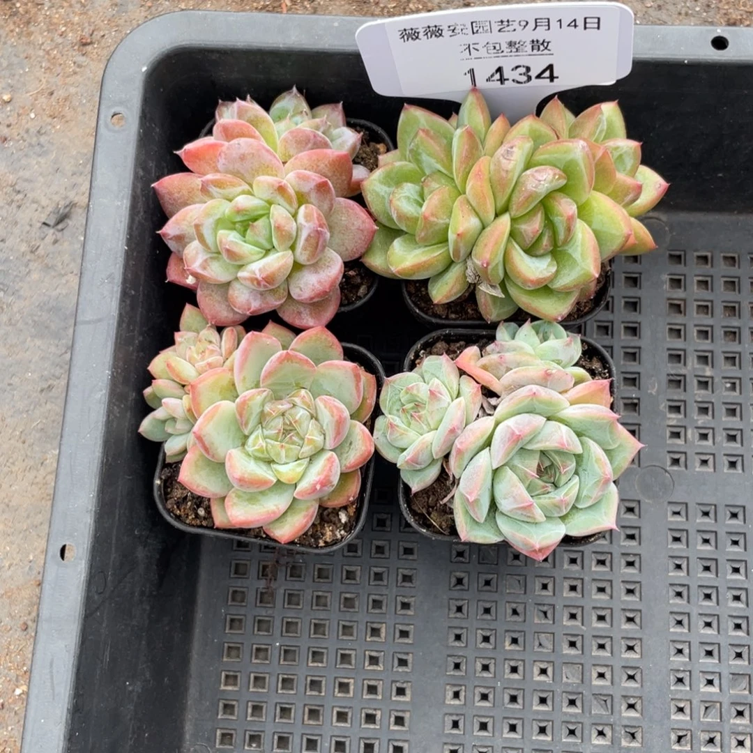 薇薇安园艺多肉1434