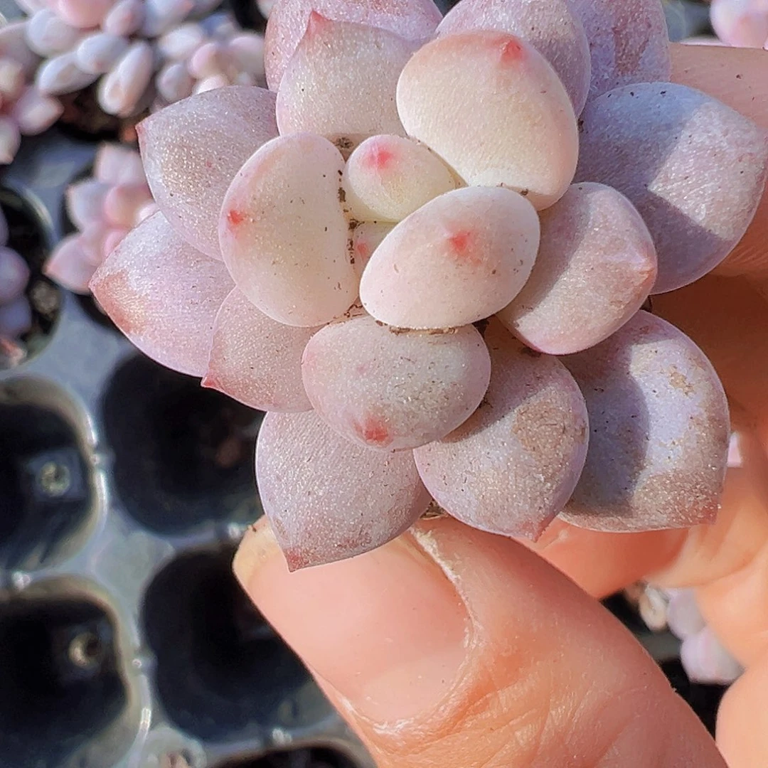 穴盘半夏苗3颗19包邮
