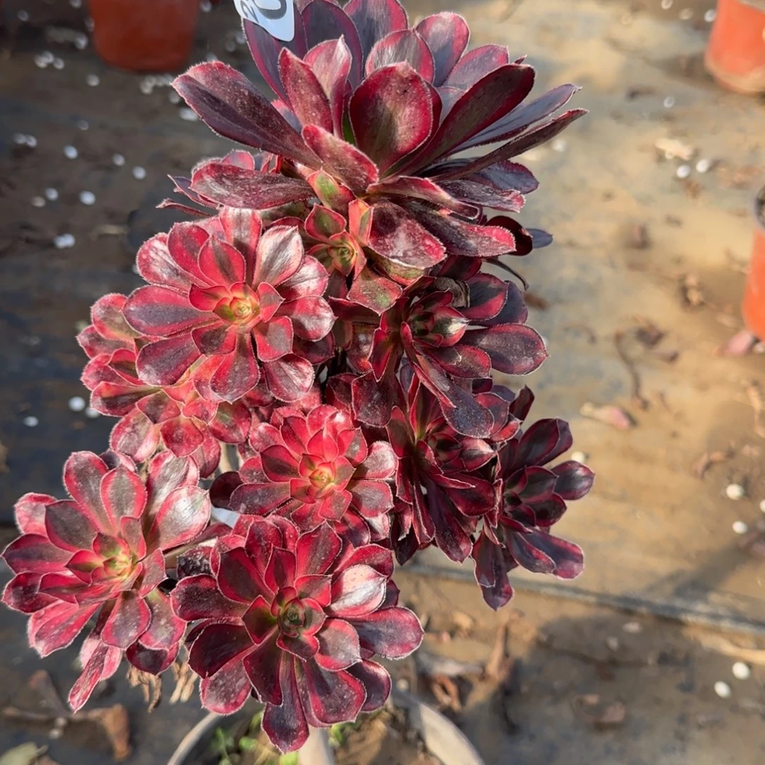 香奶奶089满20包邮断枝不包