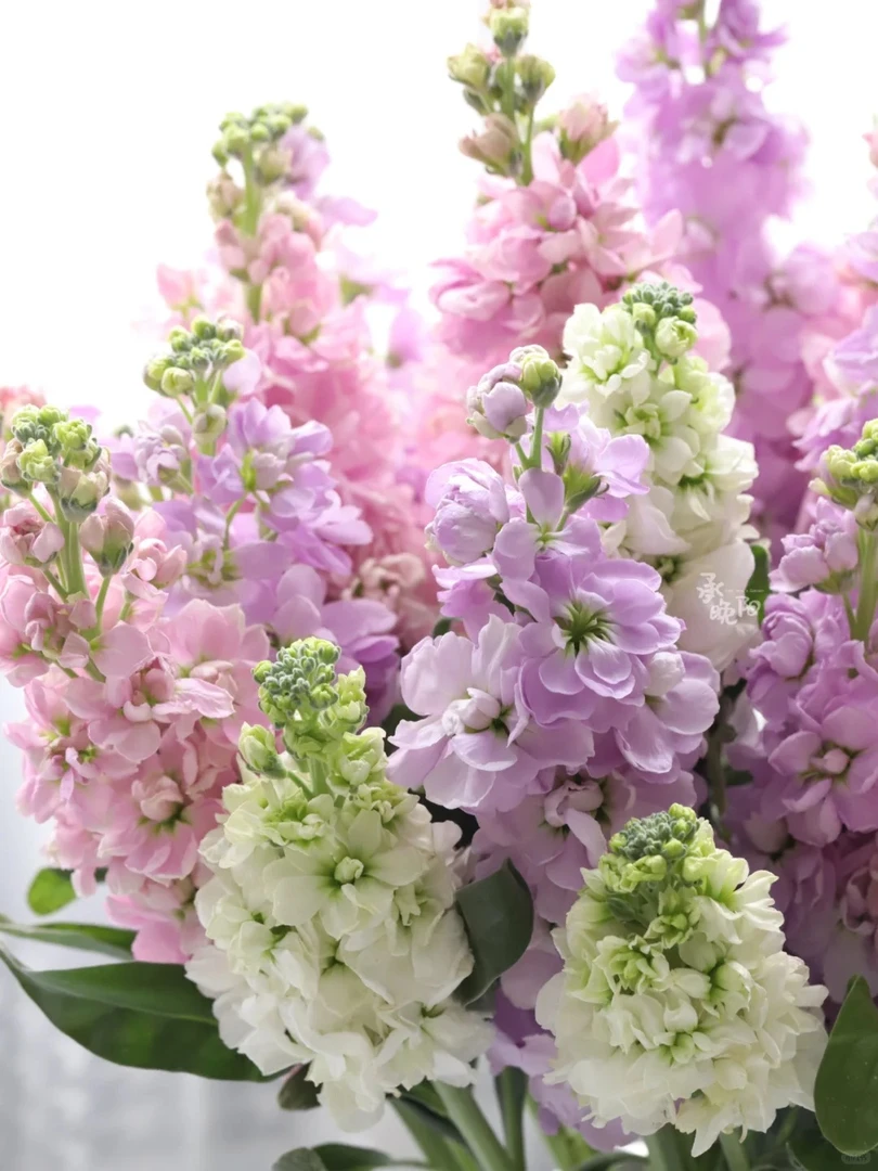 云南直发有香味的多色紫罗兰鲜切花草花配花