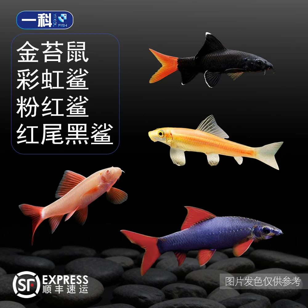 彩虹鲨粉红鲨金苔鼠红尾黑鲨可混养清洁除藻热带观赏鱼