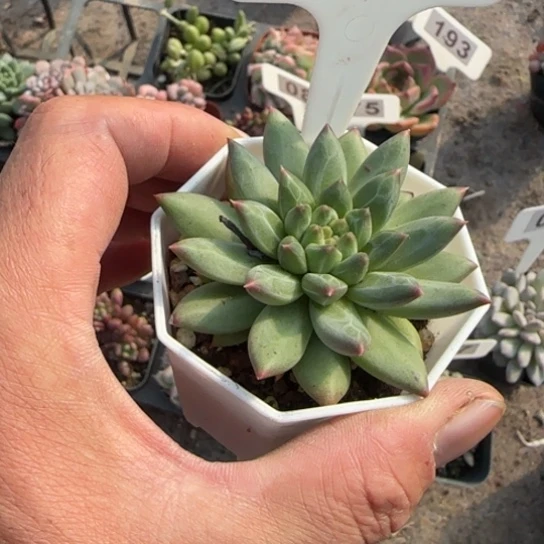 183甲骨文多肉植物多