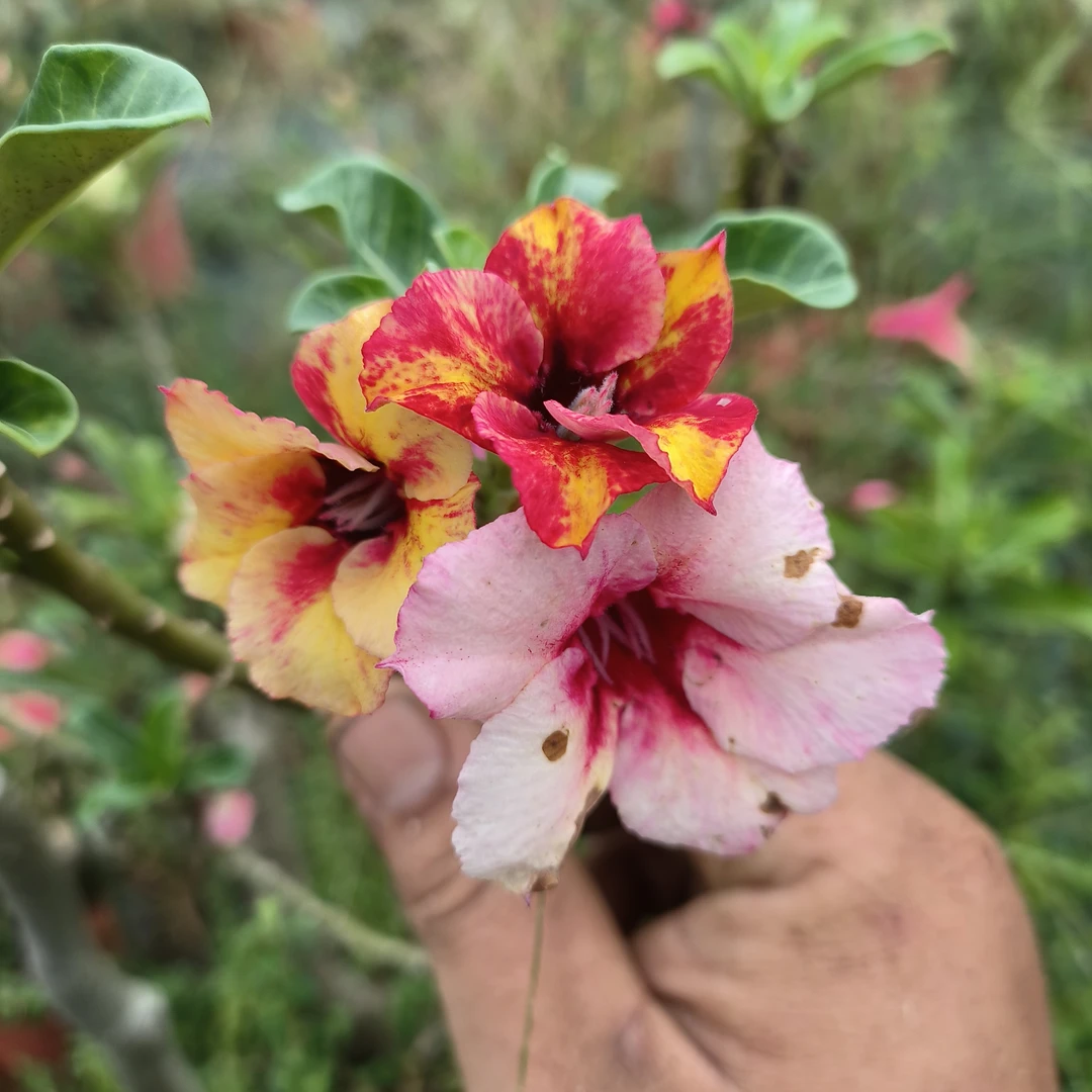 沙漠玫瑰四季开花阳台好养喜阳绿植