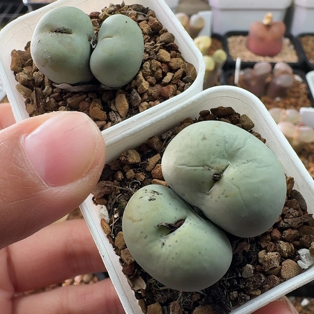 嘴风铃玉毛汉尼哈哈哈哈哈哈