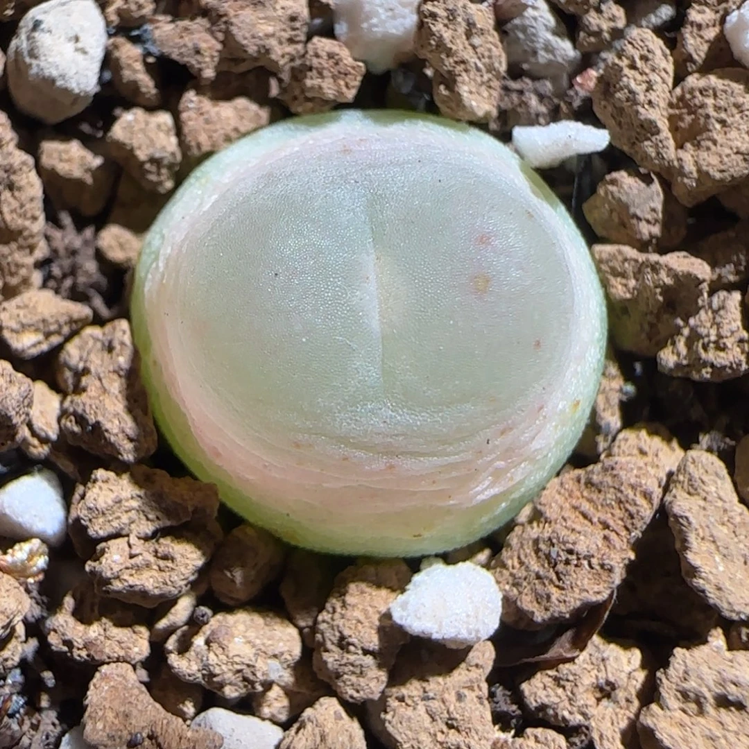 肉锥多肉植物组合-日式拉登287