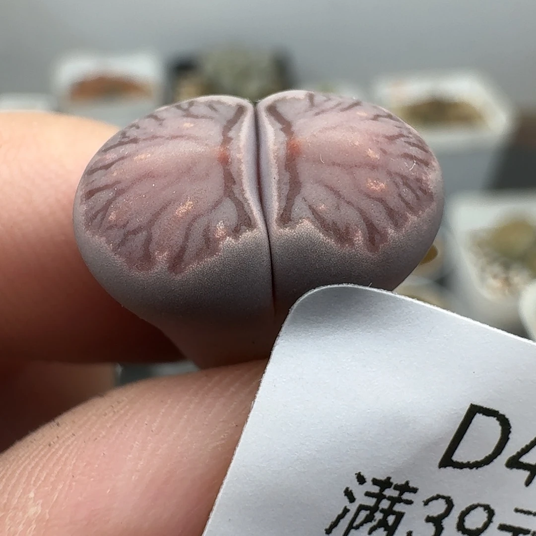 且***8481多肉hhhhhh哈哈哈哈