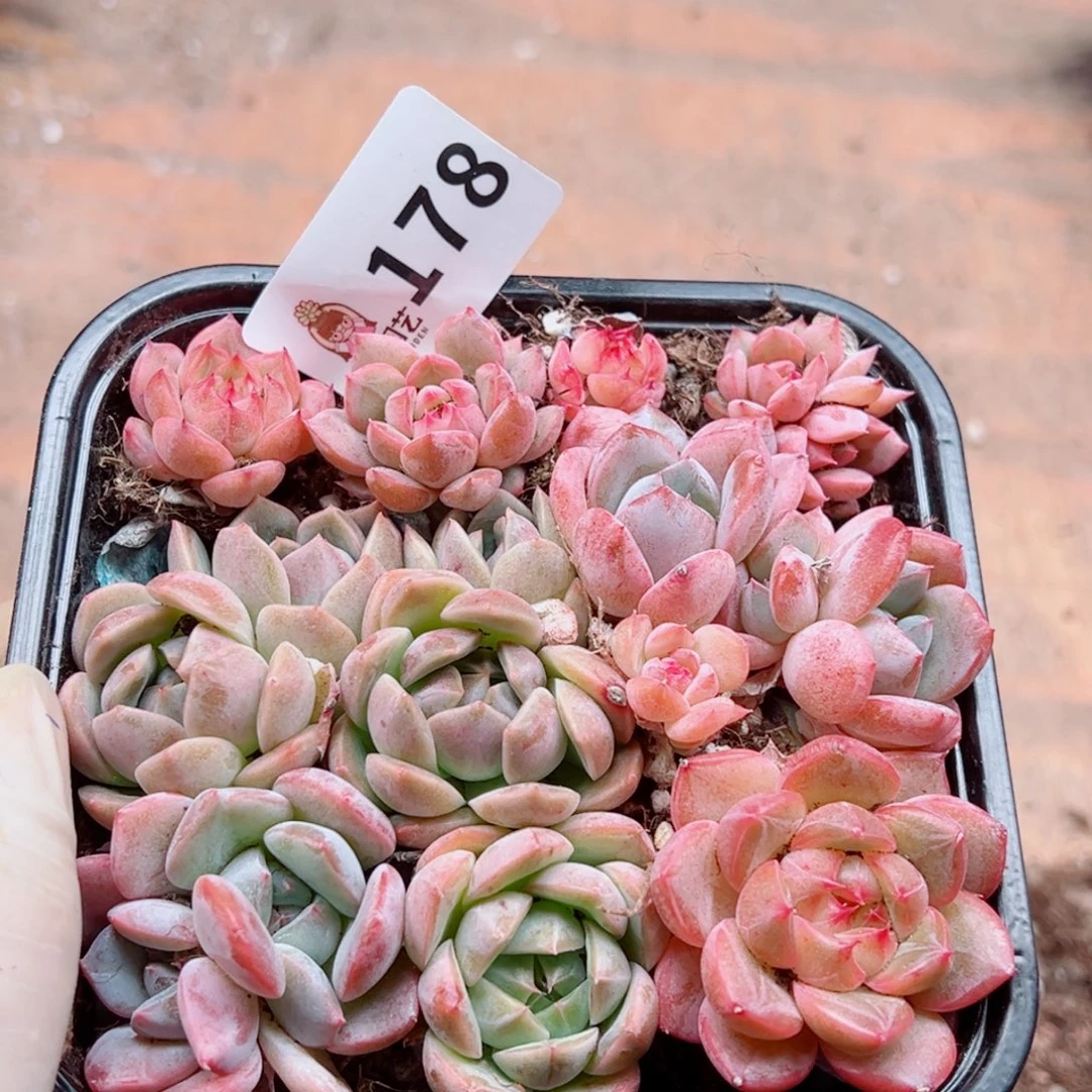 多肉植物多肉植物