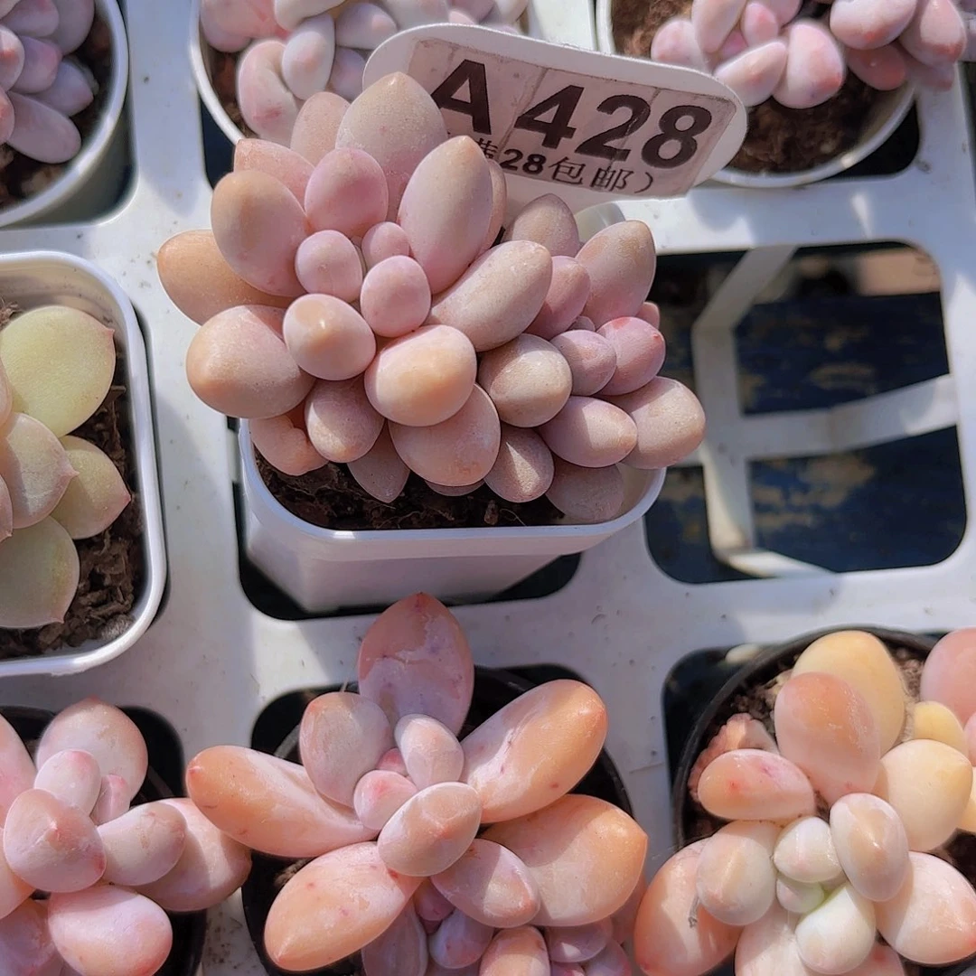 A428手指奶一物一拍