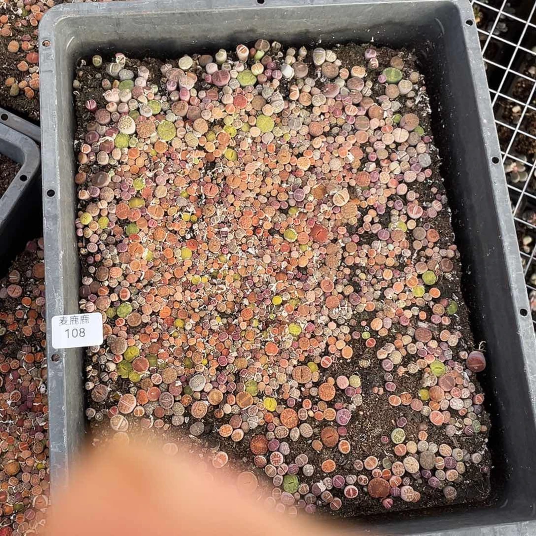 有***球108。 定。