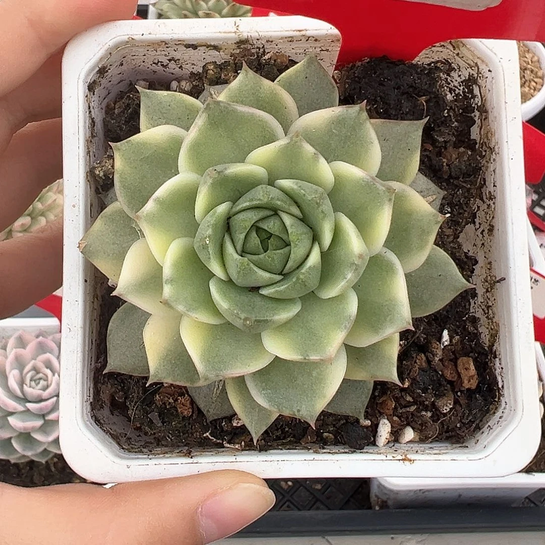 65号法比奥拉锦多肉植物