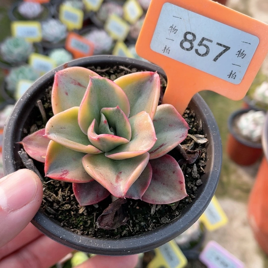 【闪购商品】857号