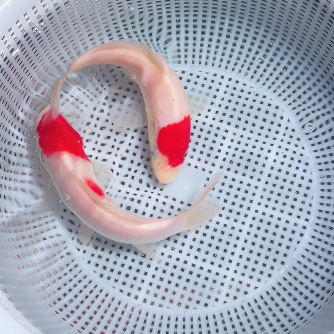 锦鲤锦鲤观赏鱼1111