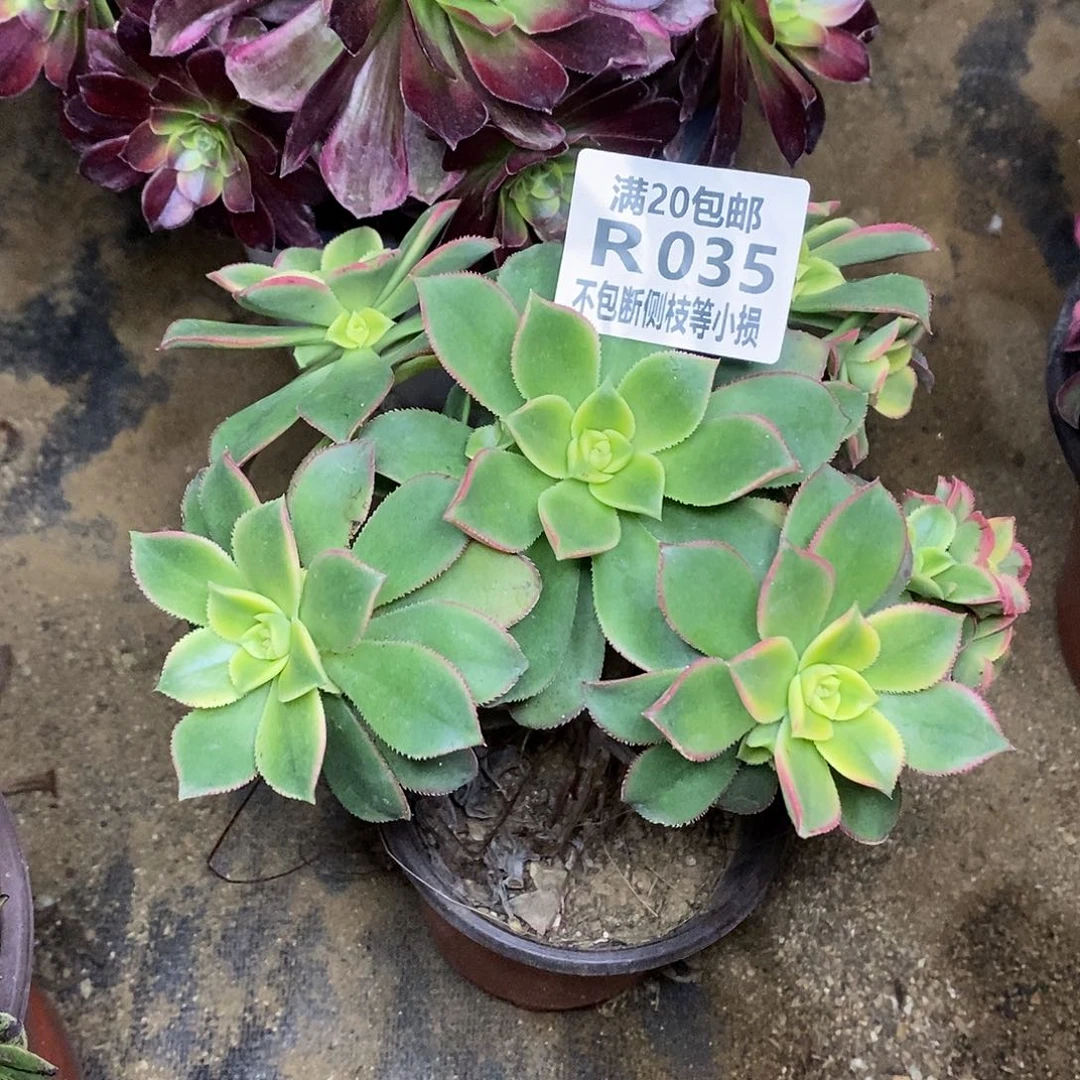 035艳日辉多肉法师锦