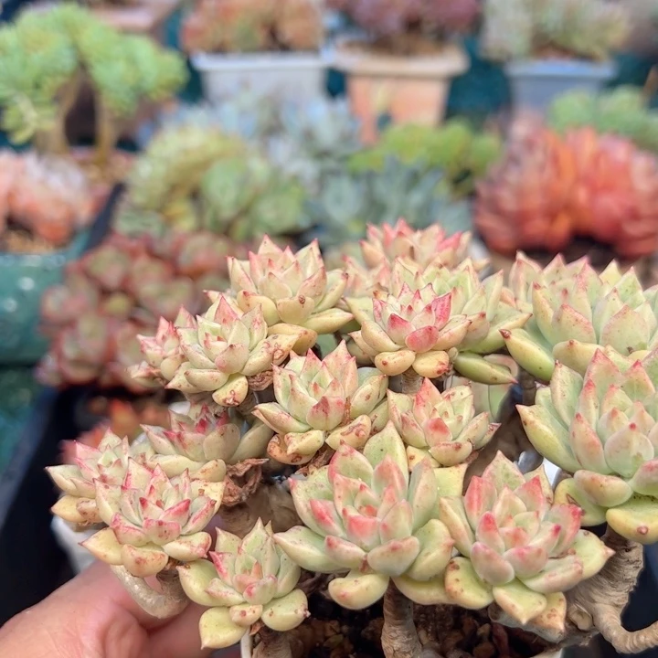 幸运的是我的朋友们
