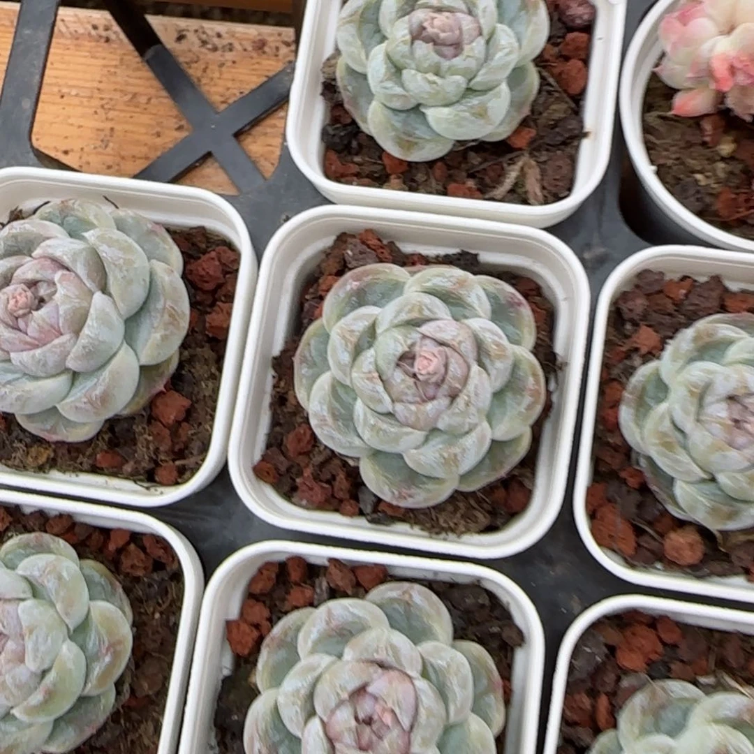 花语逸镜0204-658上量