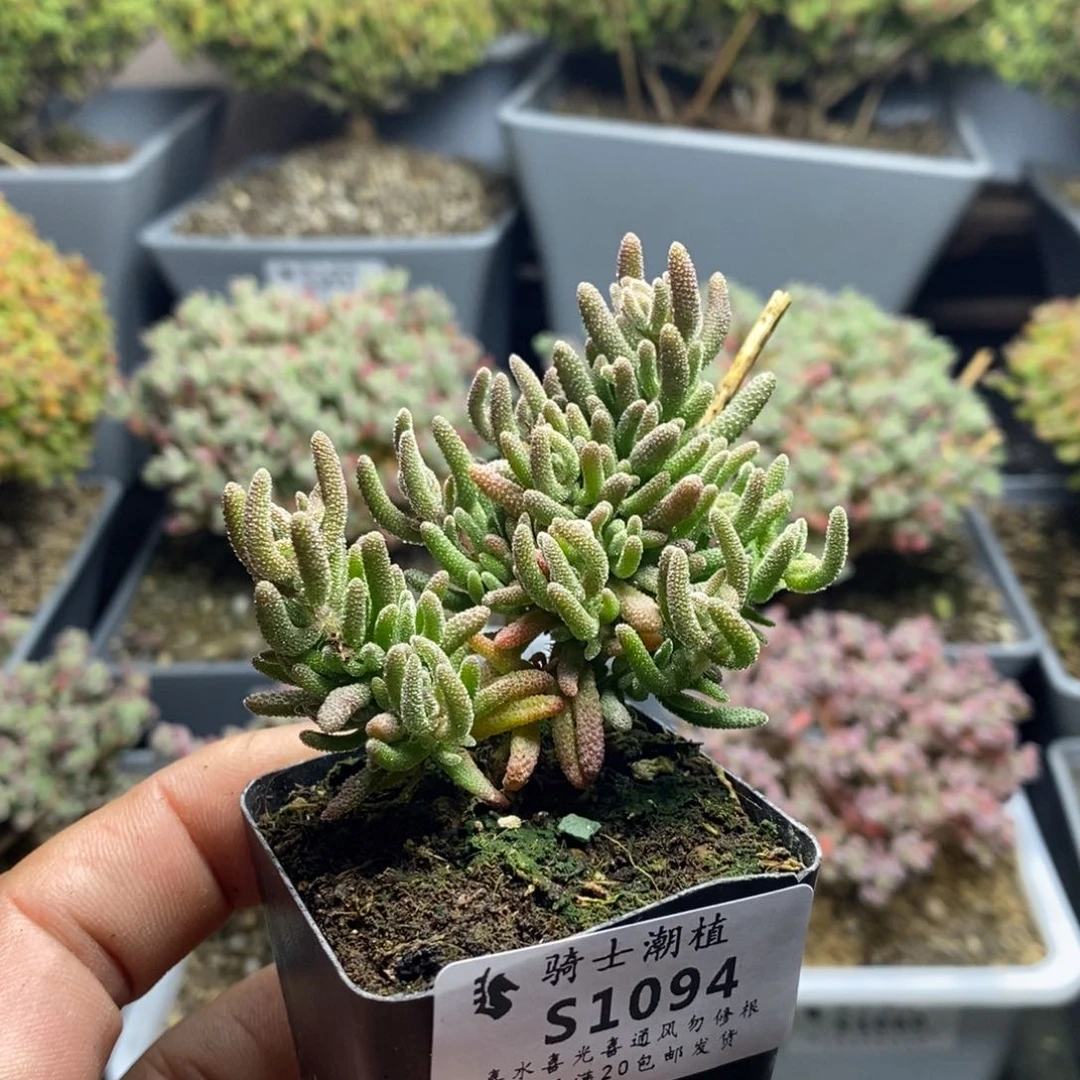 1094狐尾枝干番杏