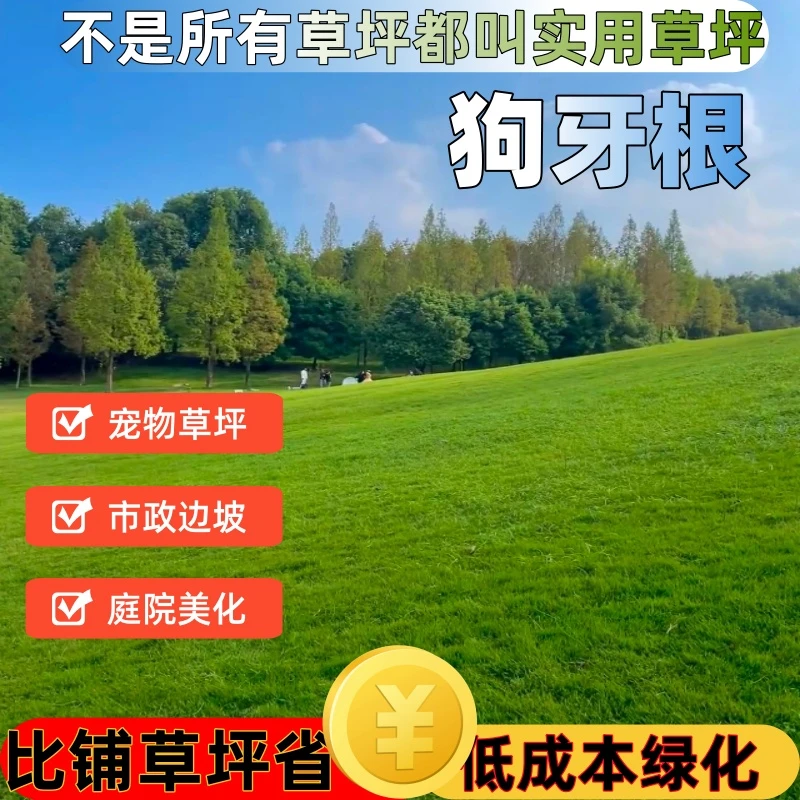 狗牙根种子 马尼拉耐热草坪种子矮生免修剪草坪种子