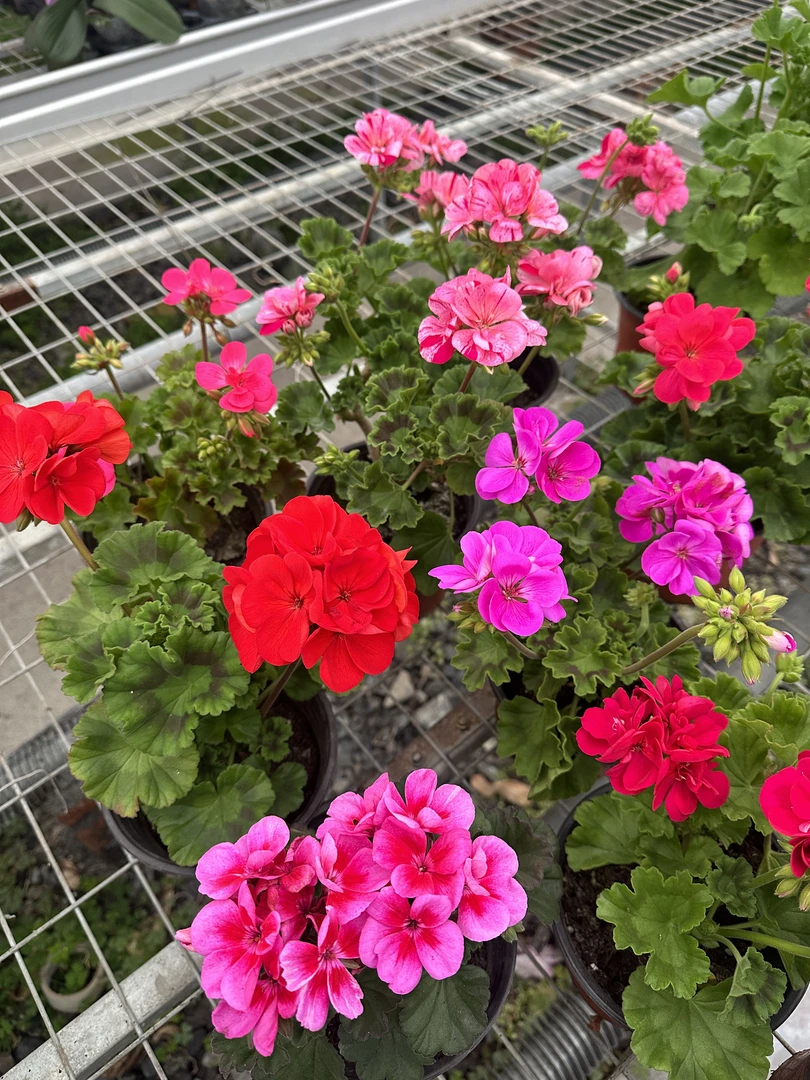 复瓣大花天竺葵盆栽花苗四季开花庭院阳台好养花卉