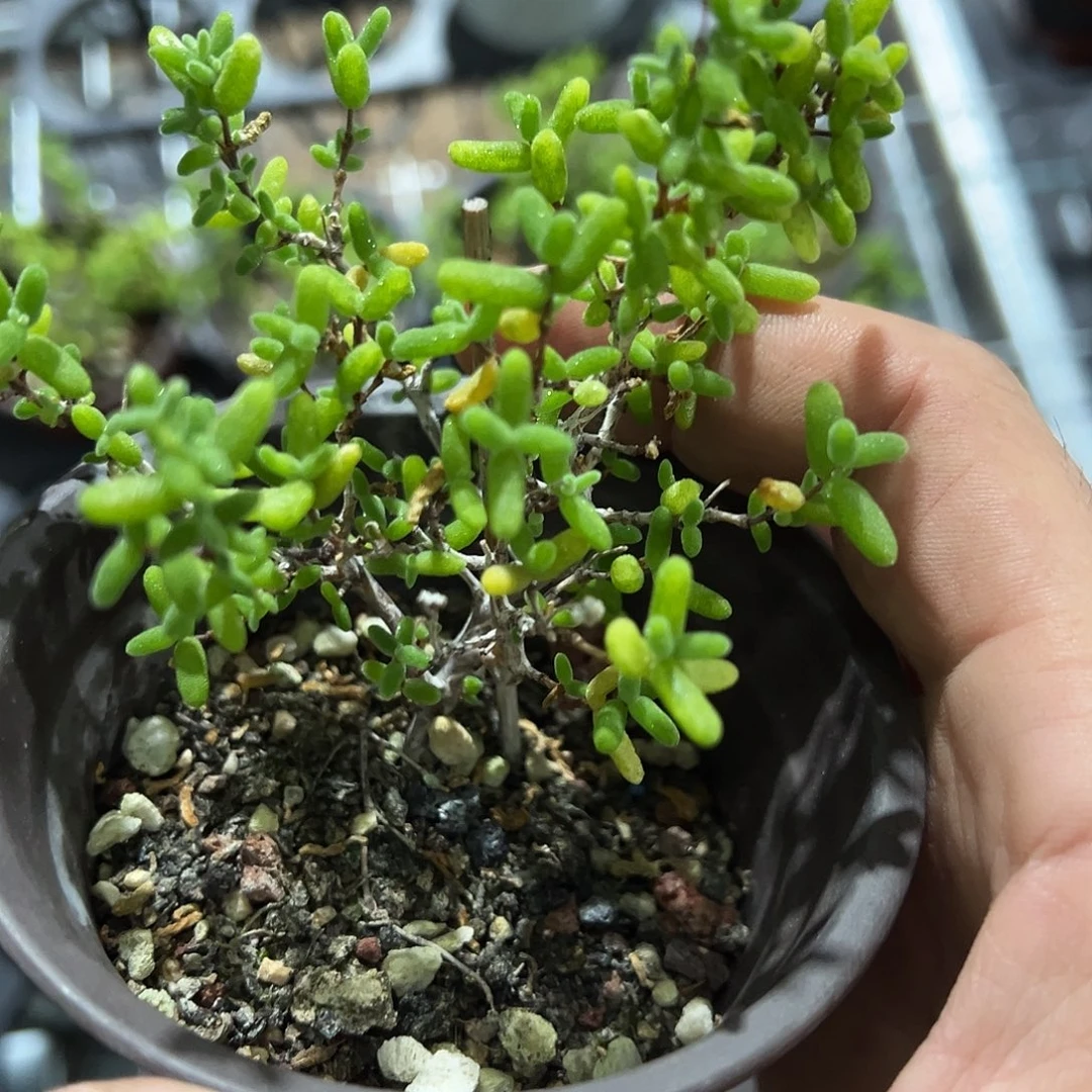 糖球黄虎斑锦90杯老桩福利