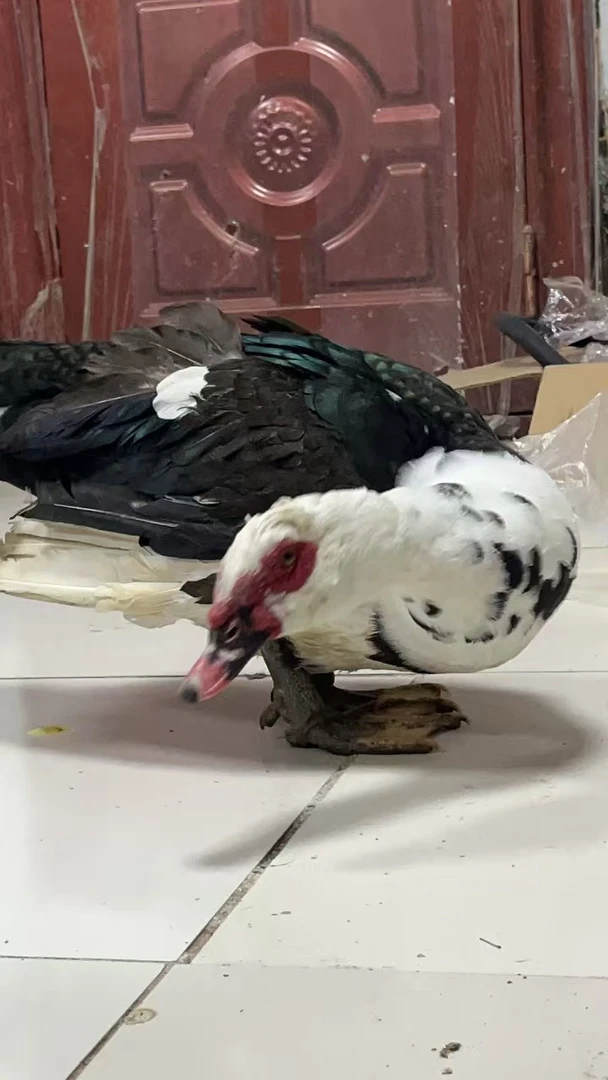 农家散养1年五谷公红头鸭