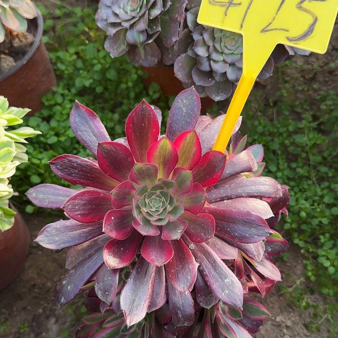 4125---多头多肉植物白月光